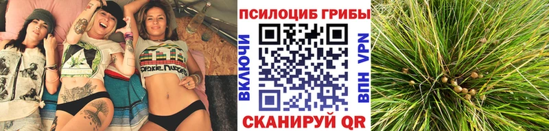 Галлюциногенные грибы Psilocybe  Цоци-Юрт 